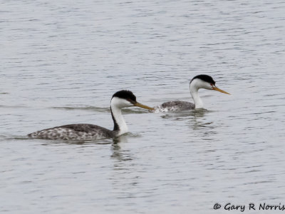 Grebe, Western AL7A5115.jpg