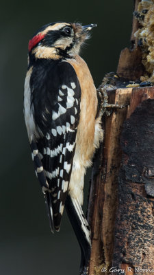 Woodpecker, Downy AL7A5627.jpg