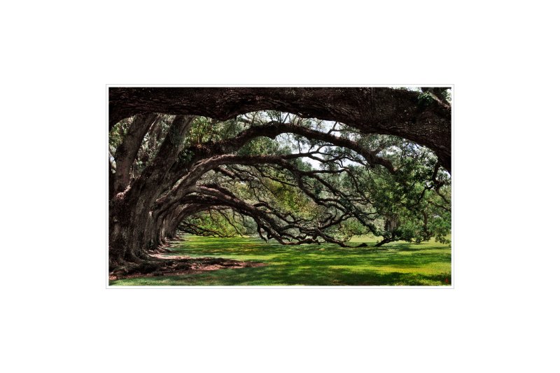 Art Poster_Oak Alley_2 copy.jpg