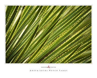 Art Poster_Hueco Tanks_Green Sotol copy.jpg