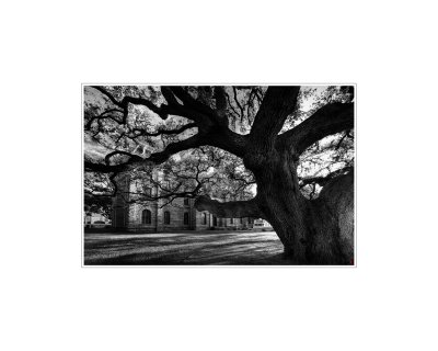 Art Poster_Goliad Hanging Tree_PM_bw_16x20_F Ratio copy.jpg