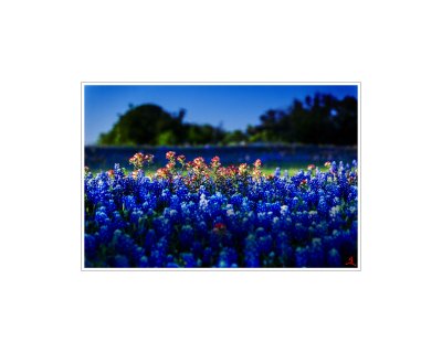 Art Poster_Texas_Paint Brush at Sunset_F ratio copy.jpg