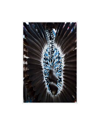 Art Poster_Sacred Spring Powwow_The Tail Wings_16x20 copy.jpg