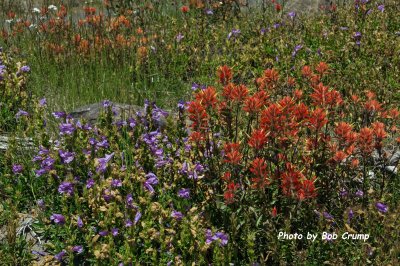 Wild Flowers along Johnston Ridge_01.jpg