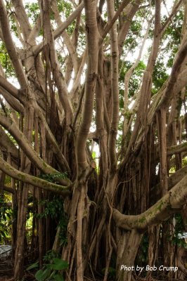 Banyan Tree.jpg