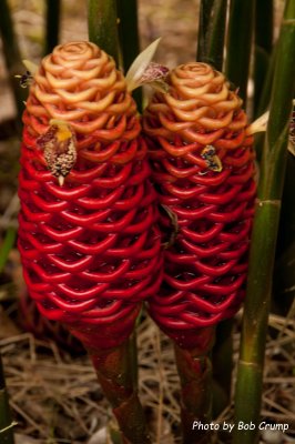 Beehive Ginger.jpg