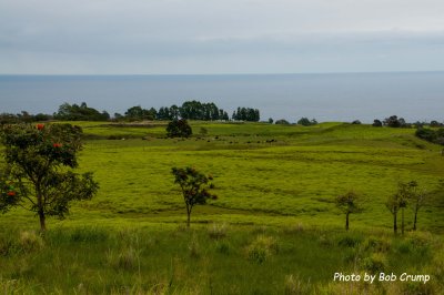 Cattle Ranch_01.jpg