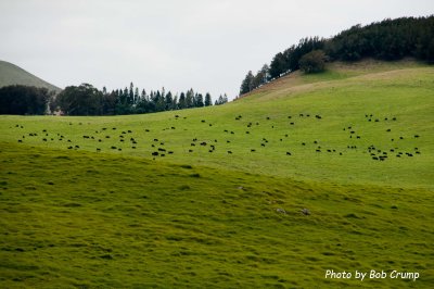 Cattle Ranch_03.jpg