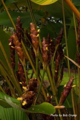 Cigar Calathea, Giant Calathea, Pampano.jpg