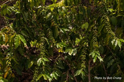 Coffee Tree.jpg