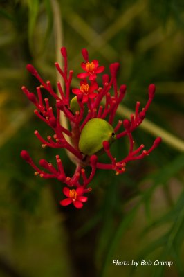 Coral Plant.jpg