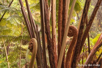 Giant Fiddlehead Ferns.jpg