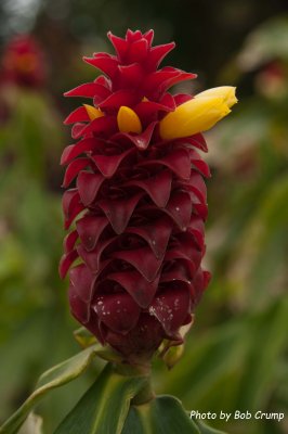 Ginger Flower.jpg