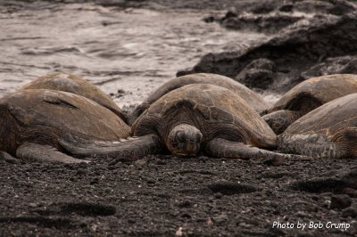 Green Turtles, Black Sand Beach_01.jpg