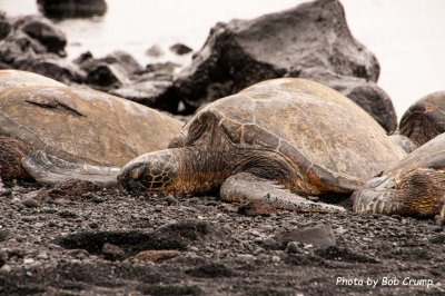 Green Turtles, Black Sand Beach_02.jpg