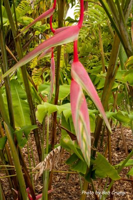 Sexy Pink Heliconia.jpg