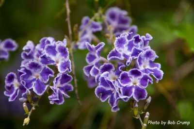 Sky Flower.jpg