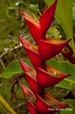 Hawaii the Big Island 2015