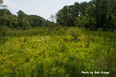 Jamestown Colony Pitch & Tar Swamp.jpg