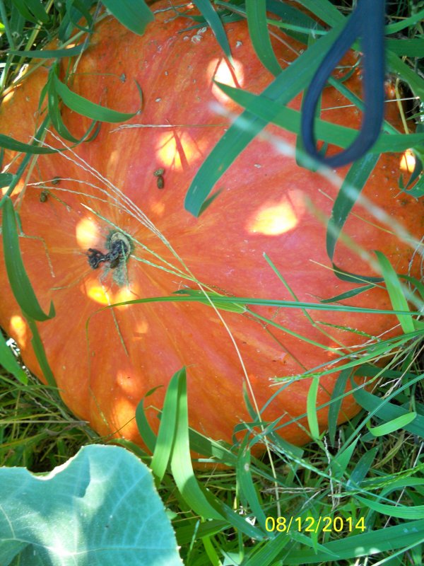 100_2467.JPG
