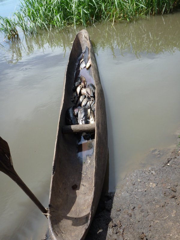 Fish lying in the sun in the bottom of a dugout canoe at fish camp