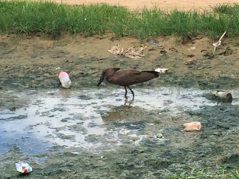 Hamerkop, Bor, South Sudan