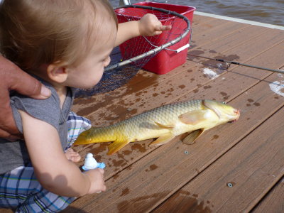 First decent-sized Golden Bonefish caught on a boilie.