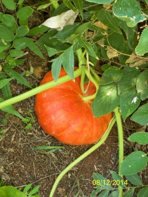 100_2478.JPG