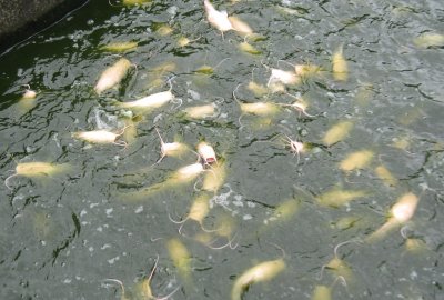 Albino catfish feeding
