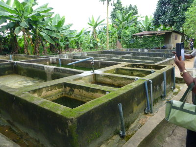 A typical home based fish farm using concrete tanks.