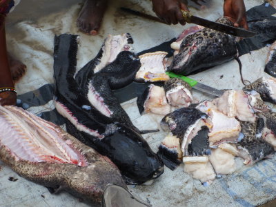 Preparing lungfish for sale, Bor Harbor, South Sudan.