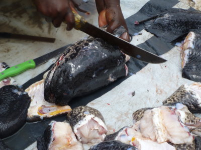 Cutting lungfish, Bor Harbor, South Sudan.