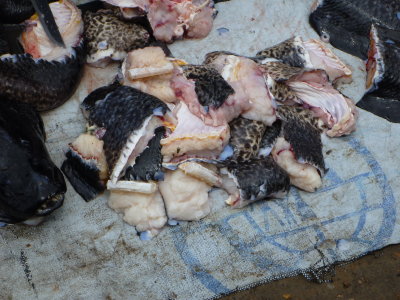 Lungfish chunks, Bor Harbor, South Sudan
