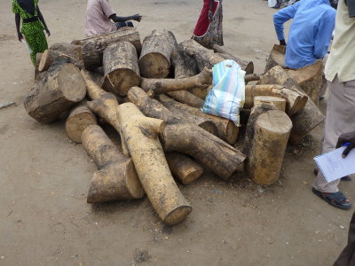 Cashew wood being loaded onto river barges to be used at fish camps for smoking fish.