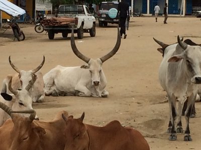 Cattle in the middle of the street, Bor, South Sudan
