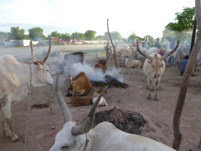 Smoke from burning piles of dried cattle dung keeps flies off during the night.
