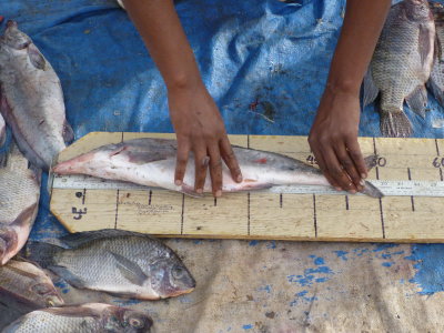 Getting the total length on a mormyrid.