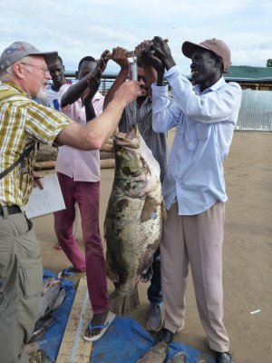 Getting the weight of a Nile perch