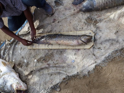 Redeat getting the length on a lungfish.