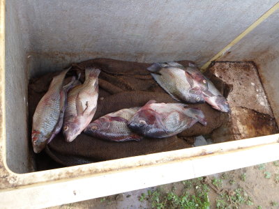 Tilapia on wet burlap and a little block ice.