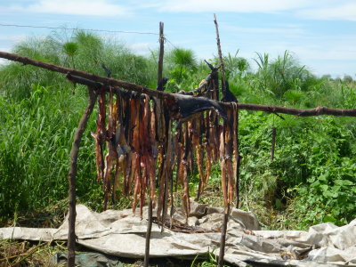 Fish drying in the sun