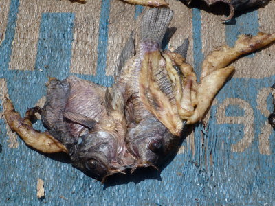 Butterflied tilapia laid out to dry on a tarp