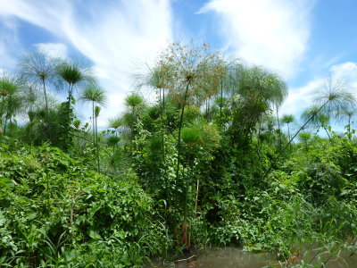 Papyrus in the Sudd. This may be growing on floating islands.