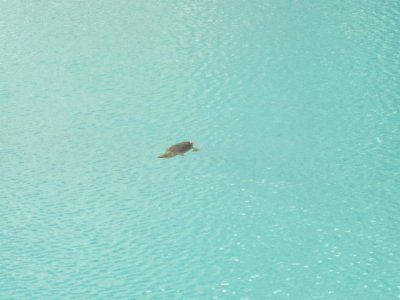 Wild duck-billed platypus