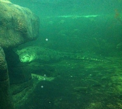 A real life Australian Croc (not to worry, this is not a scuba diving shot)