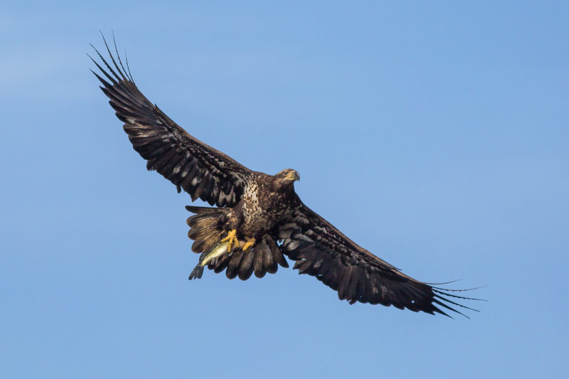 Juvenile Eagle - 1st shot