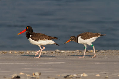 Adult and juvenile Oyster Catchers.  