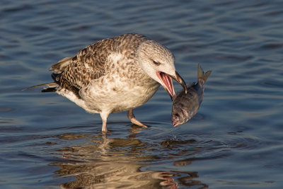 Trying to eat a dead fish