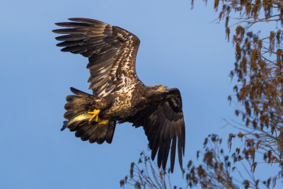 Juvenile Eagle - 4th shot