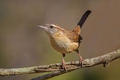 Small and Perching Birds...